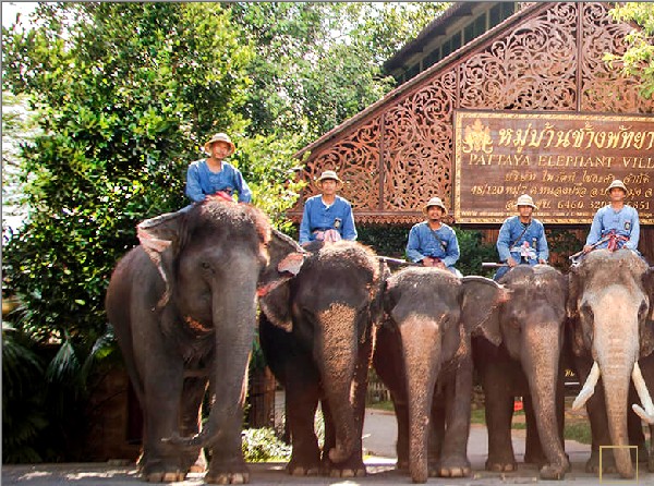 elephant-village-pattaya.jpg